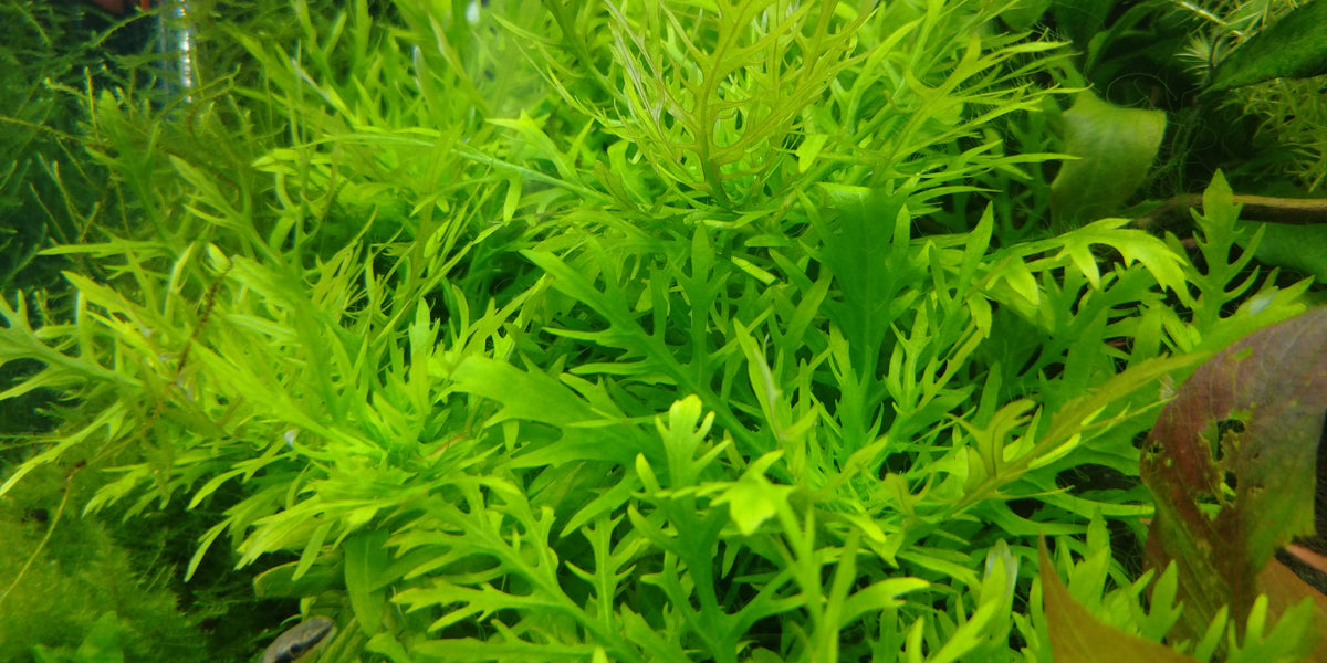 水草 – e-scape online