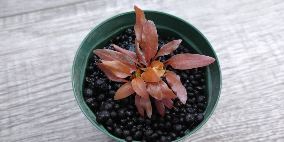 クリプトコリネの仲間 – e-scape online