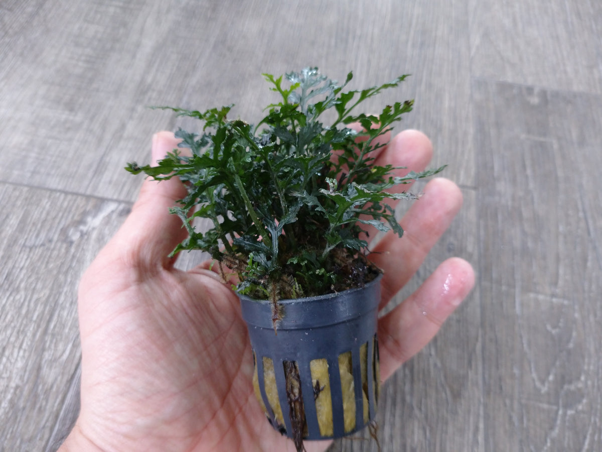 シダの仲間 – e-scape online