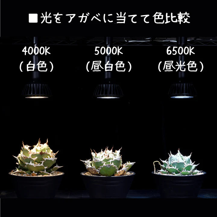 CERAPHIC いきもの電球 – e-scape online CERAPHIC いきもの電球 – e-scape online