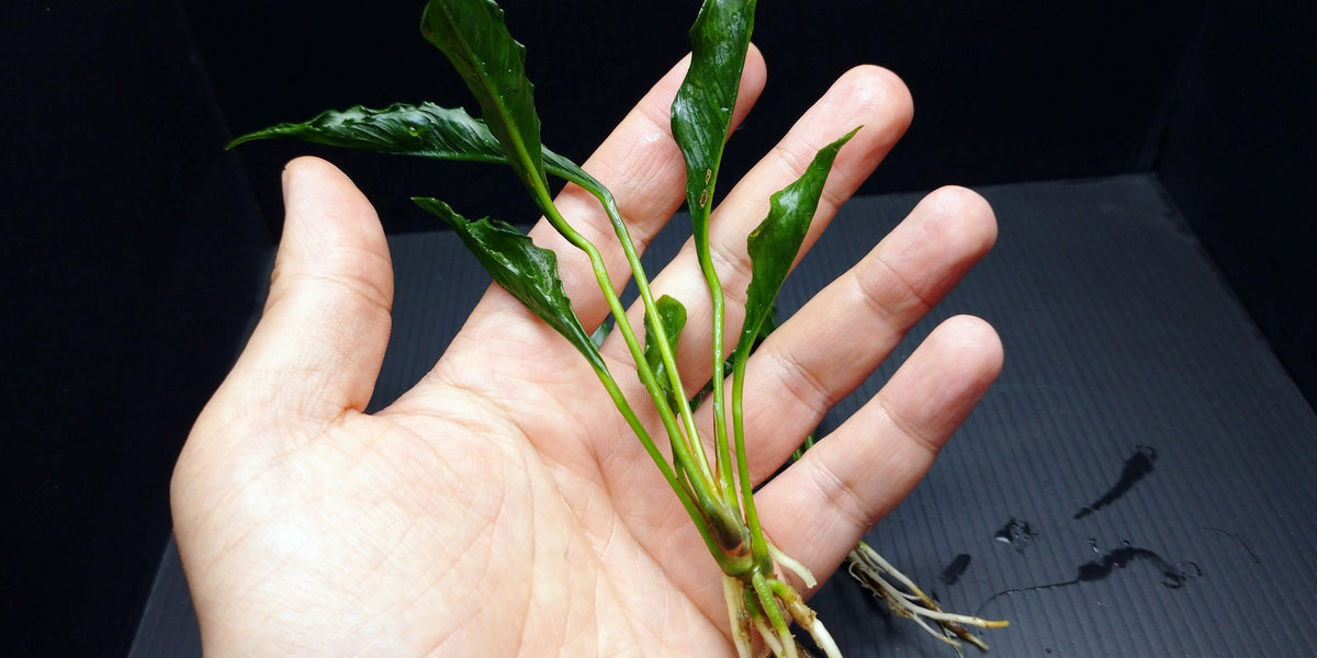 DSC_0175_1200x600_crop_center.