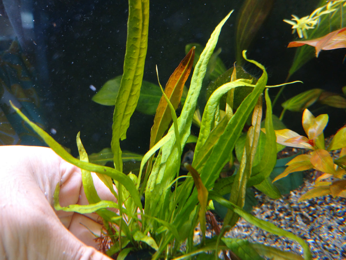 DSC_3700_1_1200x900.jpg?v=