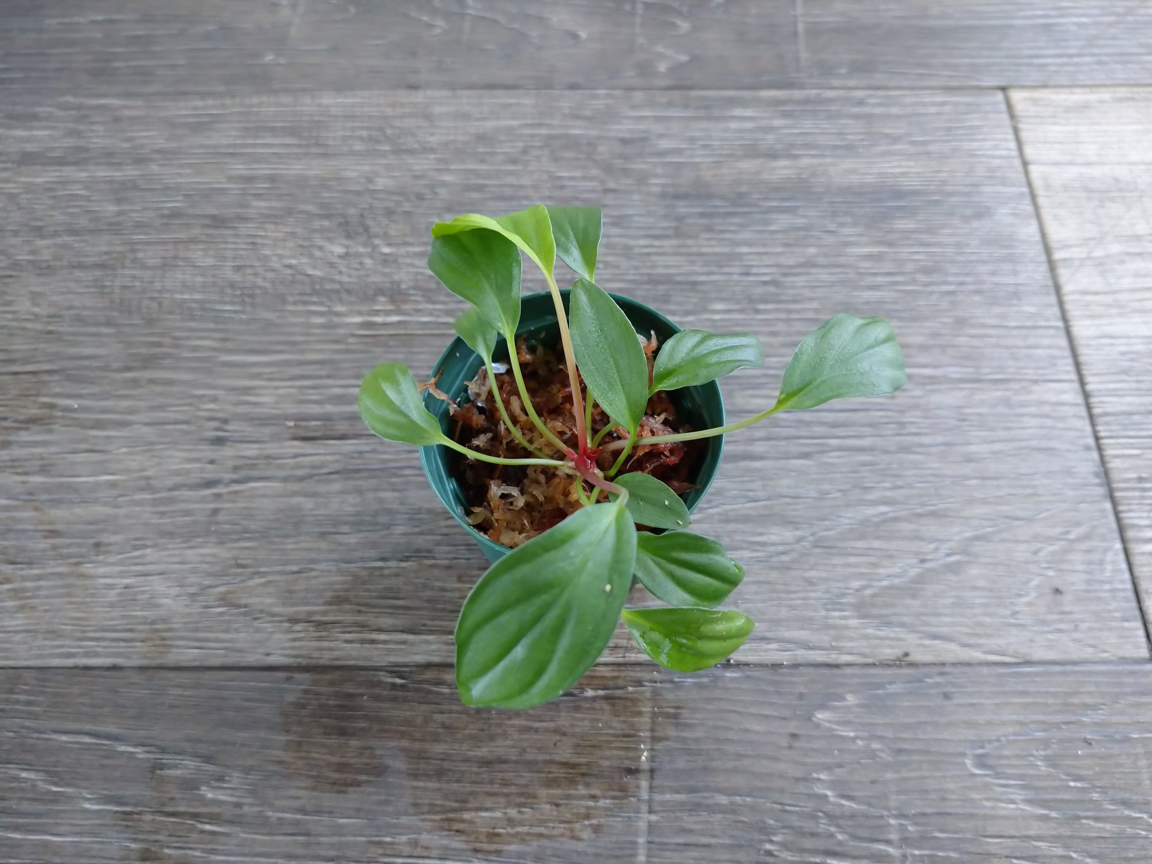 Homalomena sp.Pendang TB便 ホマロメナ ペンダン - メルカリ