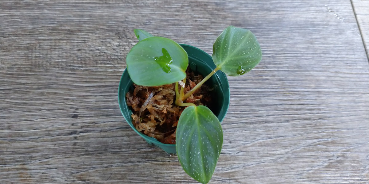 KZT便】ホマロメナ sp. Aceh Barat F1 Rec125 K1120-f1 鉢売り – e