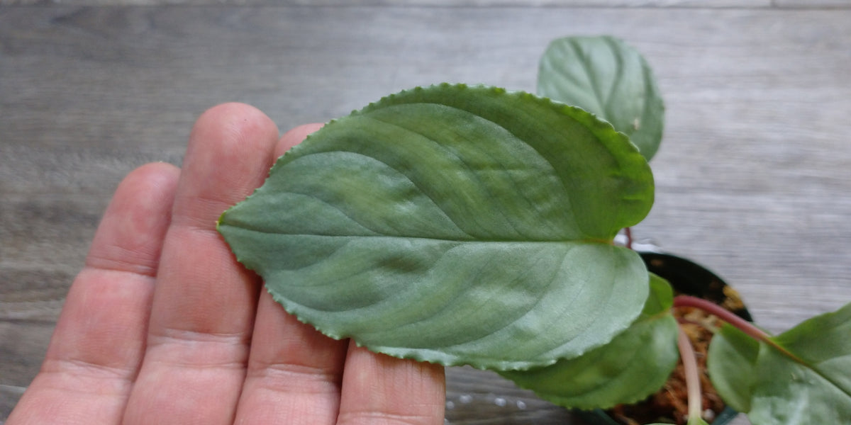 ま*る様 ホマロメナ　ハイブリッド KZT便】ホマロメナ ハイブリット Rec88 K0120-f1 鉢売り – e-scape online