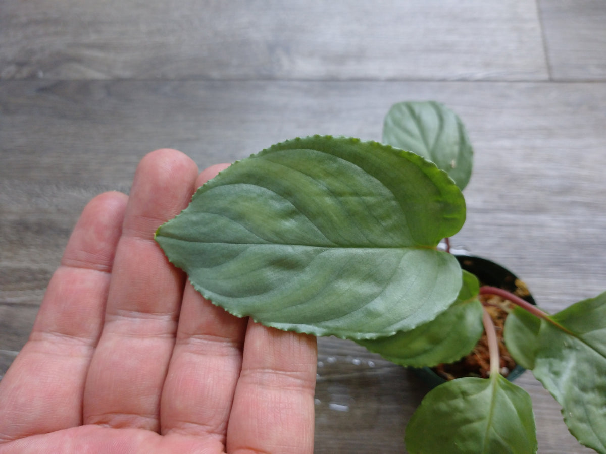 Homalomena Rec131 K0921-f1 正規タグ付き 親株 KZT Homalomena Rec131 K0921-f1 正規タグ付き 親株 KZT - メルカリ