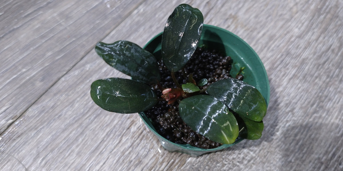 （kazu_hiro_tomo_yu様）　ブセファランドラ【セット】 ブセファランドラ水上栽培 株分け＆植え替え キシィ、ムコックの