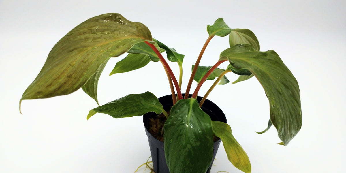 DSC_6369_1200x600_crop_center.