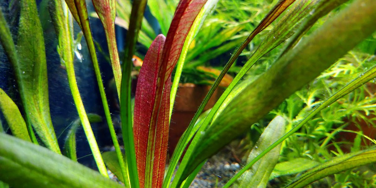 エキノドルススーパーレッド　一株 DSC_6666_1200x600_crop_center.