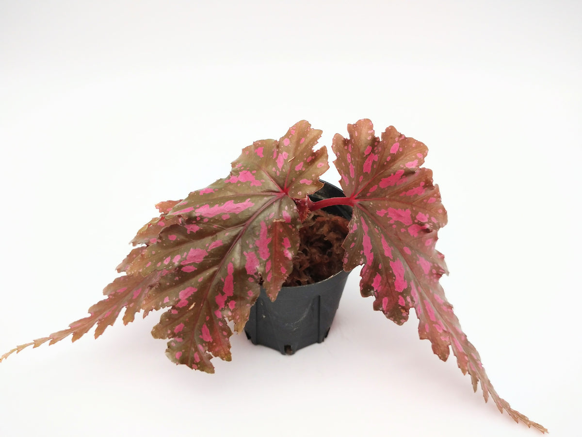 専用！Begonia Celata 原種ベゴニア　セラータ Begonia Celata 原種ベゴニア セラータ - メルカリ