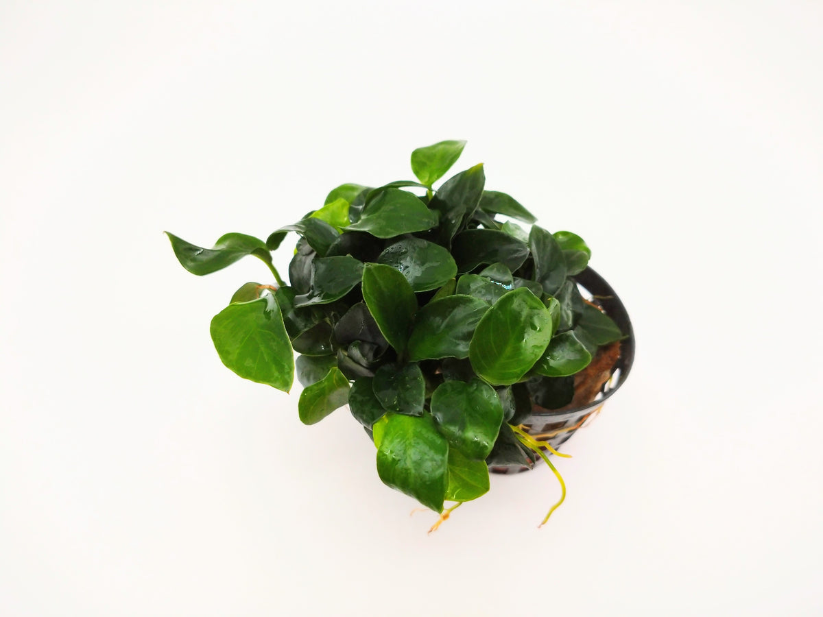 水草＊アヌビアスナナ(ピント)デナリ社 かわいらしい