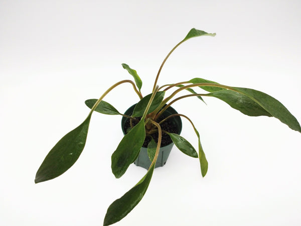陸上植物 – e-scape online