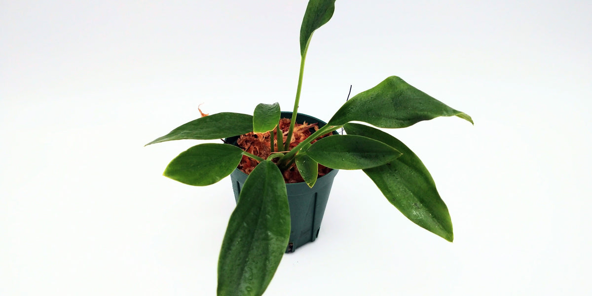 ホマロメナ sp. 南スカダウ ブロードリーフ 1株売り – e-scape online