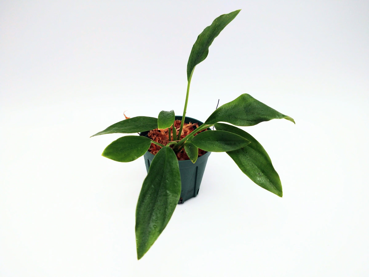 ホマロメナ sp. 南スカダウ ブロードリーフ 1株売り – e-scape online