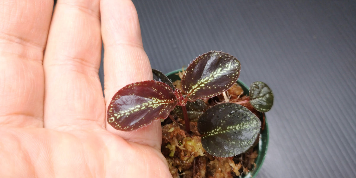 ソネリラ sp. 'スターリースカイ' 1株売り – e-scape online