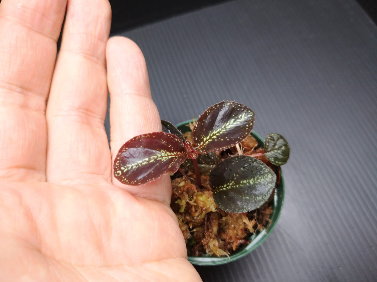 ソネリラ sp. 'スターリースカイ' 1株売り – e-scape online