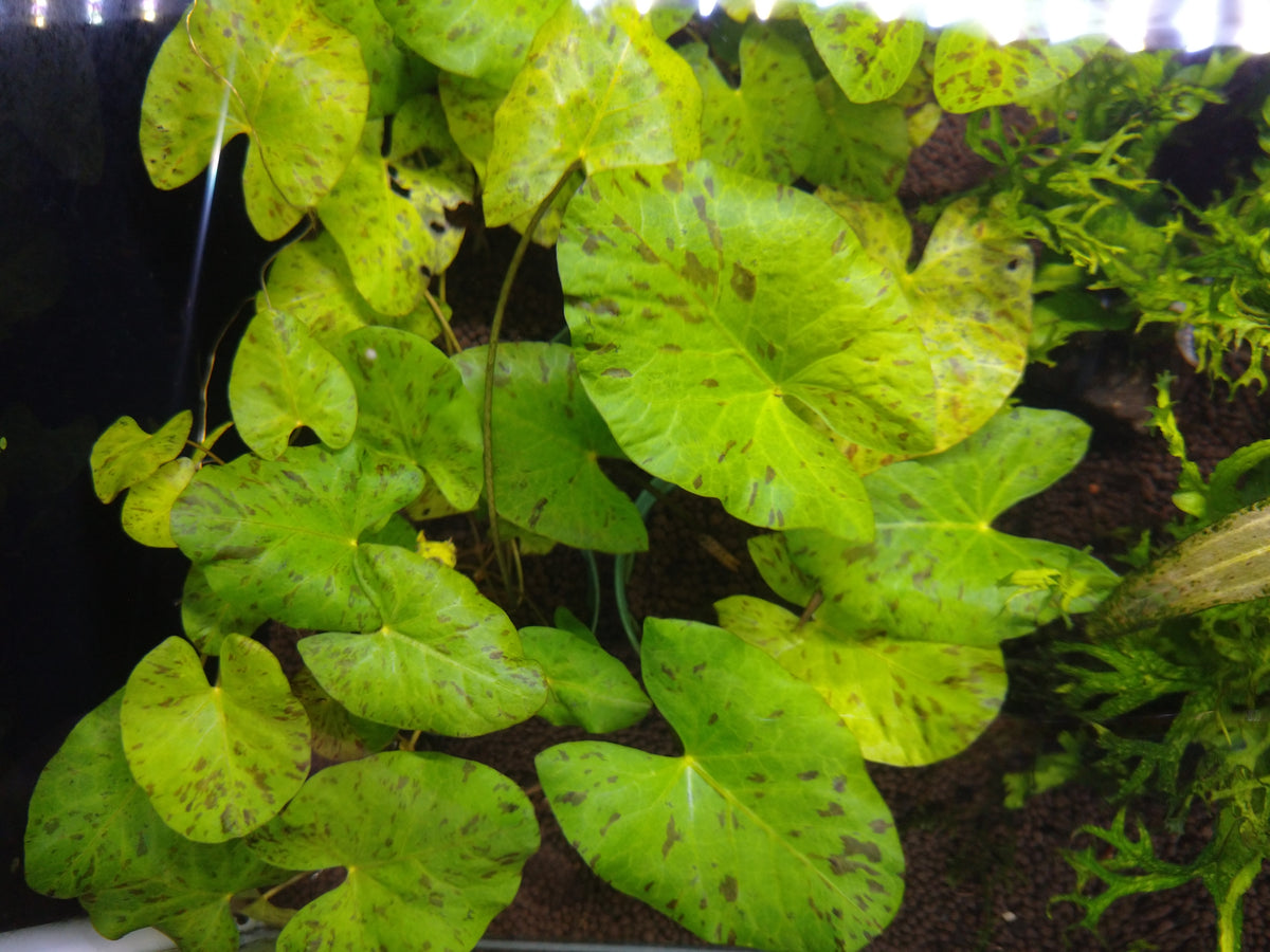 タイガーロータス グリーン 'ギニア1997' 1株売り – e-scape online