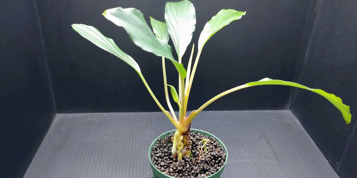 DSC_9593_1200x600_crop_center.