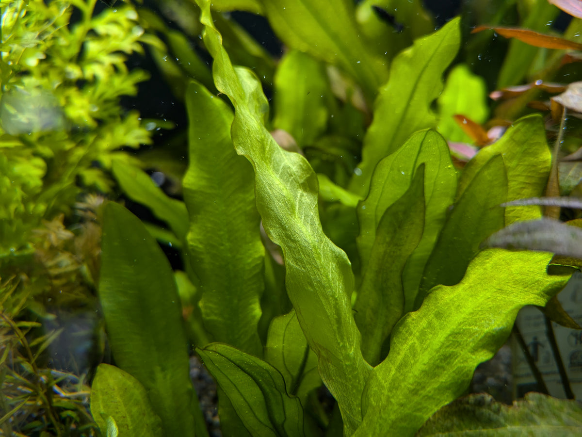 エキノドルス マヨール（ラッフルソード） 1株売り – e-scape online