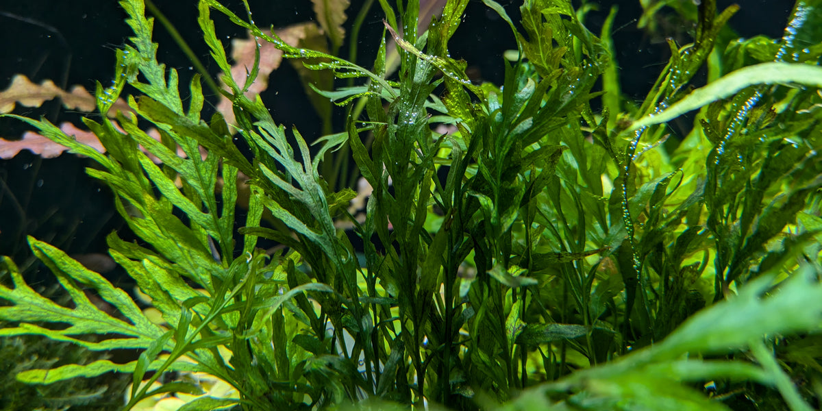 ボルビティス　ヒュデロッティ　大株 ボルビティス ヒュデロッティ 大株 PXL_20241109_024234778.