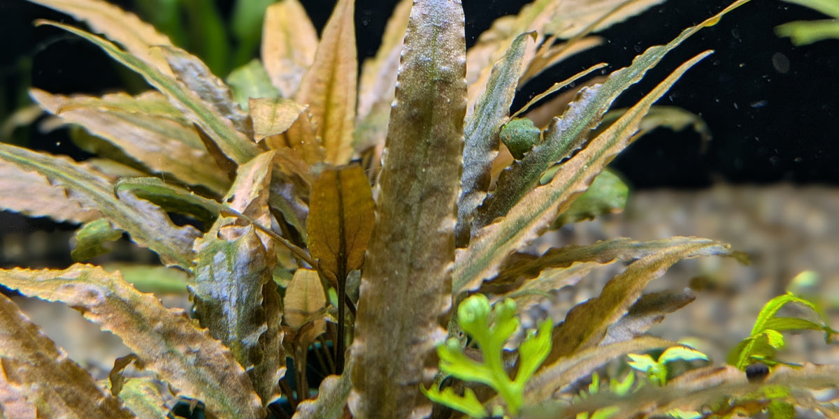 PXL_20241219_025500726.