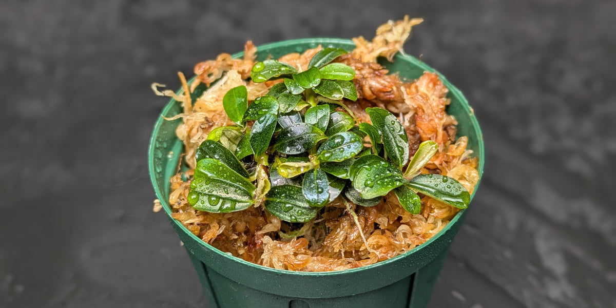 ブセファランドラ 'クダカン ミニラウンド' 1鉢分 – e-scape online