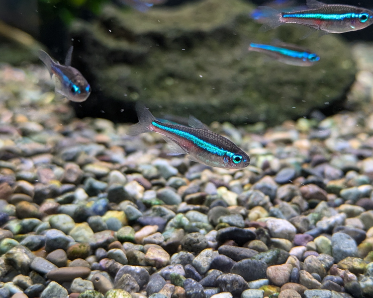 Paracheirodonsimulans_1200x600