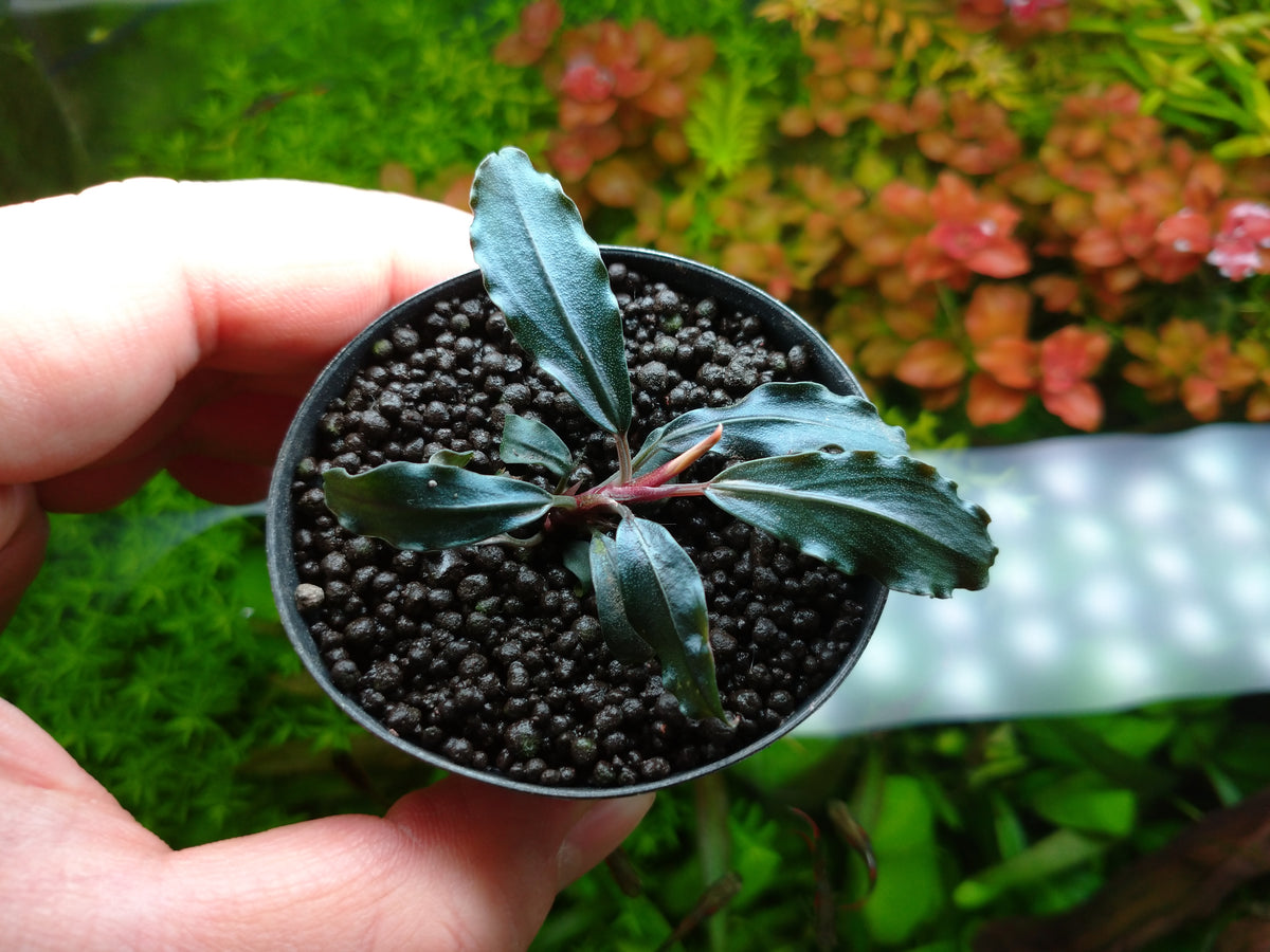 ブセファランドラ】 Bucephalandra sp. Mukok Black 1株 - ペット用品