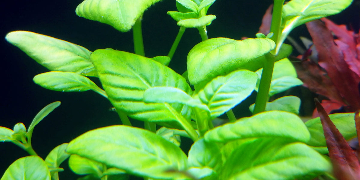 no.0442 木の実 草の実 ルビーのミニマム no.123 木の実 草の実 ルビーのミニマム